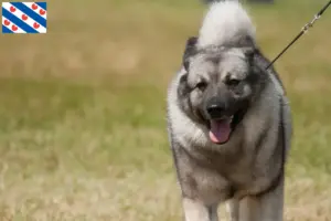Lees meer over het artikel Noorse Elandhond fokker en pups in Friesland