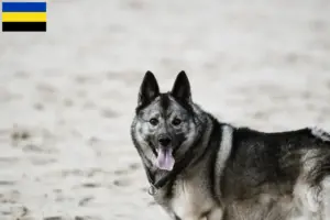 Lees meer over het artikel Noorse Elandhond fokkers en pups in Gelderland