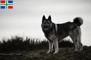 Lees meer over het artikel Noorse Elandhond fokker en pups in Groningen