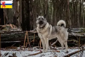 Lees meer over het artikel Noorse Elandhond fokker en pups in Limburg