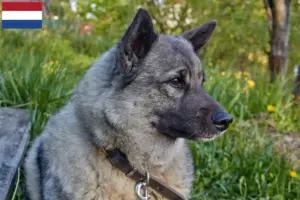 Lees meer over het artikel Noorse Elandhond fokkers en pups in Nederland