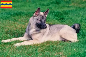 Lees meer over het artikel Noorse Elandhond fokker en pups in Overijssel