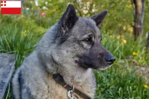 Lees meer over het artikel Noorse Elandhond fokker en pups in Utrecht