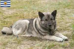 Lees meer over het artikel Noorse Elandhond fokker en pups in Zeeland