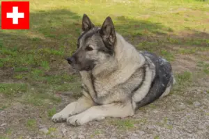 Lees meer over het artikel Noorse Elandhond fokkers en pups in Zwitserland