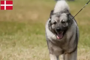 Lees meer over het artikel Noorse Elandhond fokkers en pups in Denemarken