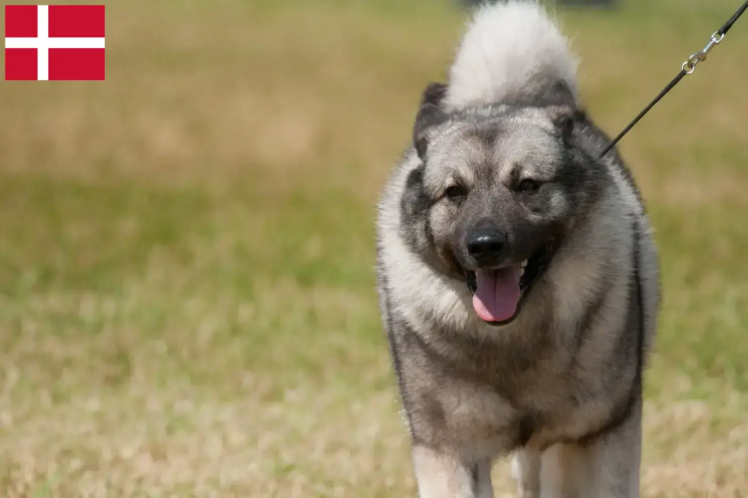 Noorse Elandhond pups en fokkers Denemarken Hier vind je Noorse Elandhond fokkers in Denemarken.