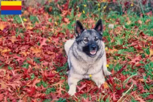 Lees meer over het artikel Noorse Elandhond fokkers en pups in Noord-Holland