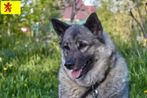 Lees meer over het artikel Noorse Elandhond fokkers en pups in Zuid-Holland