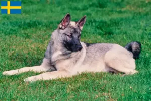 Lees meer over het artikel Noorse Elandhond fokkers en pups in Zweden