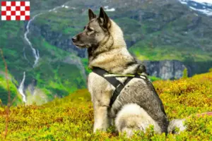 Lees meer over het artikel Noorse Elandhond fokkers en pups in Noord-Brabant