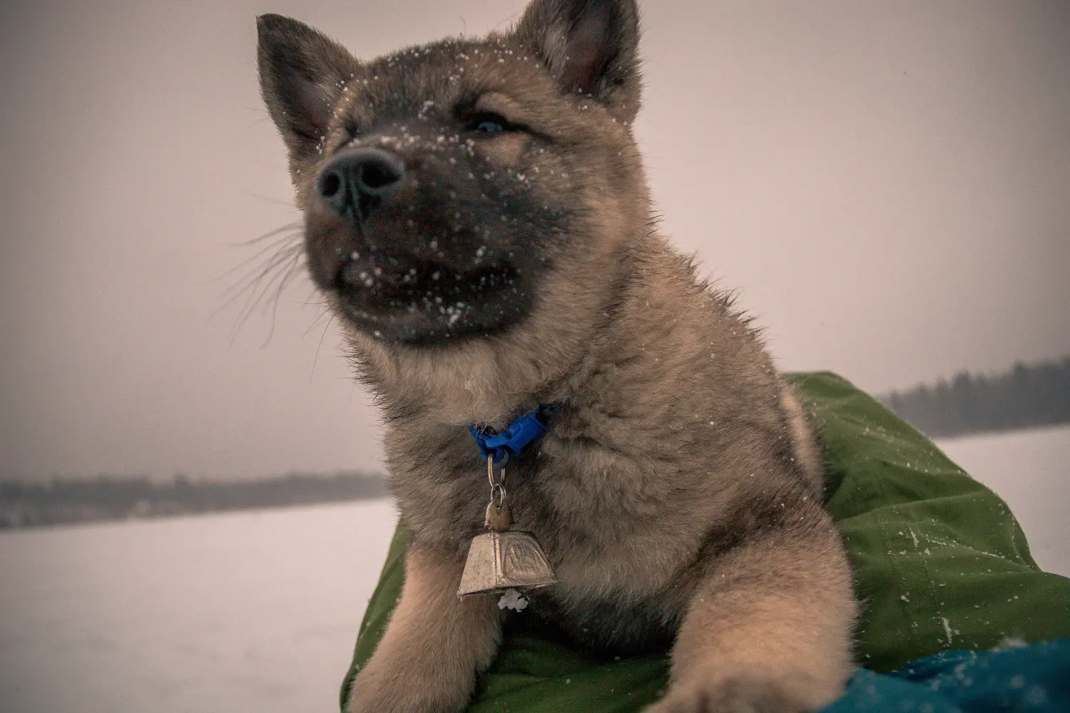Een Noorse Elandhond puppy kopen betekent verantwoordelijkheid nemen! Noorse Elandhond puppy kopen.