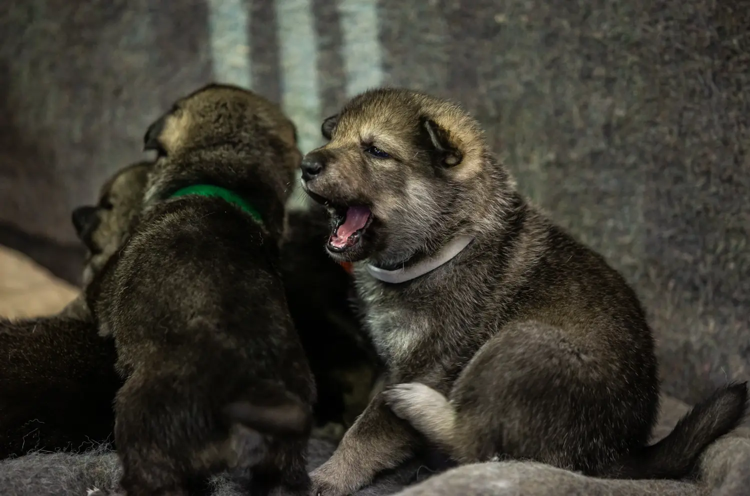 Een Noorse Elandhond puppy kopen betekent verantwoordelijkheid nemen! Noorse Elandhond puppy kopen.