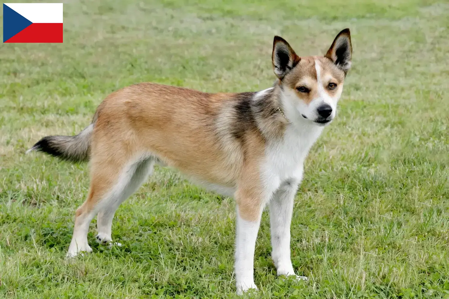 Lees meer over het artikel Noorse Lundehund fokkers en puppies in Tsjechië