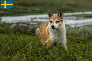 Lees meer over het artikel Noorse Lundehund fokkers en puppies in Zweden