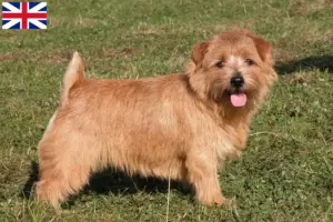 Lees meer over het artikel Norfolk Terrier fokkers en puppies in Groot-Brittannië