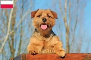 Lees meer over het artikel Norfolk Terrier fokkers en pups in Polen