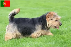 Lees meer over het artikel Norfolk Terrier fokkers en puppies in Portugal