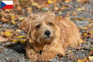 Lees meer over het artikel Norfolk Terrier fokkers en pups in Tsjechië
