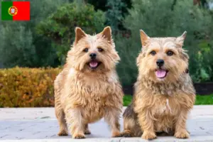 Lees meer over het artikel Norwich Terrier fokkers en puppies in Portugal