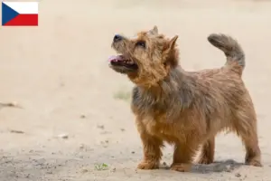 Lees meer over het artikel Norwich Terrier fokkers en puppies in Tsjechië