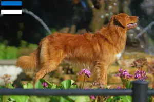 Lees meer over het artikel Nova Scotia Duck Tolling Retriever fokkers en pups in Estland