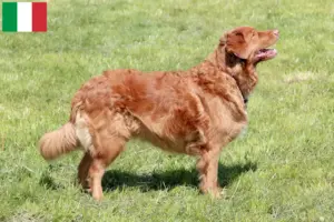 Lees meer over het artikel Nova Scotia Duck Tolling Retriever fokkers en puppies in Italië
