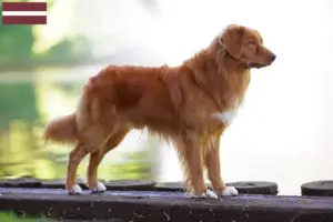 Lees meer over het artikel Nova Scotia Duck Tolling Retriever fokkers en pups in Letland