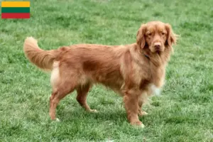 Lees meer over het artikel Nova Scotia Duck Tolling Retriever fokkers en puppies in Litouwen