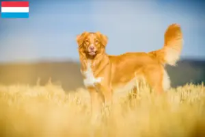 Lees meer over het artikel Nova Scotia Duck Tolling Retriever fokkers en puppies in Luxemburg