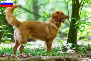 Lees meer over het artikel Nova Scotia Duck Tolling Retriever fokkers en puppies in Slovenië