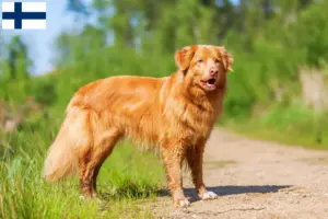 Lees meer over het artikel Nova Scotia Duck Tolling Retriever fokkers en puppies in Finland
