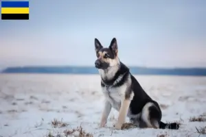 Lees meer over het artikel Oost-Europese Herdershond Fokker en Puppies in Gelderland