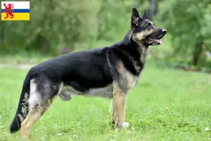 Lees meer over het artikel Oost-Europese Herdershond Fokker en Puppies in Limburg