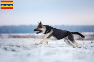 Lees meer over het artikel Oost-Europese Herdershond fokker en pups in Overijssel