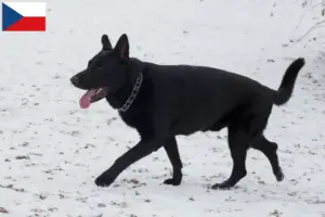 Lees meer over het artikel Oost-Europese Herdershondenfokker en Puppies in Tsjechië