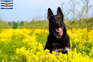 Lees meer over het artikel Oost-Europese Herdershond fokker en pups in Zeeland