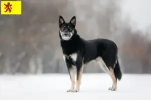 Lees meer over het artikel Oost-Europese Herdershond fokker en pups in Zuid-Holland