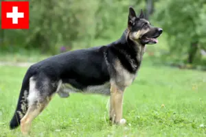 Lees meer over het artikel Oost-Europese Herdershond Fokker en Puppies in Zwitserland