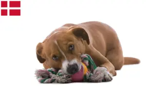 Lees meer over het artikel Oostenrijkse Pinscher fokker en pups in Denemarken