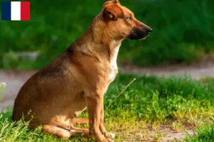 Lees meer over het artikel Oostenrijkse Pinscher fokker en puppies in Frankrijk
