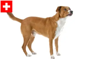 Lees meer over het artikel Oostenrijkse Pinscher fokker en puppies in Zwitserland
