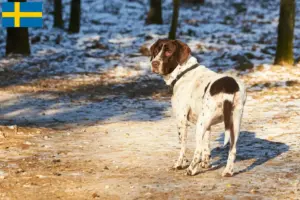 Lees meer over het artikel Deense Doggenfokker en Puppies in Zweden