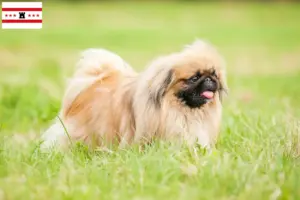 Lees meer over het artikel Pekingees fokkers en pups in Drenthe