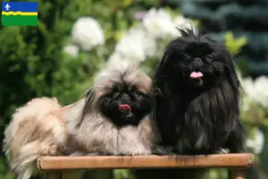 Lees meer over het artikel Pekingees fokkers en pups in Flevoland