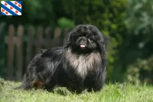 Lees meer over het artikel Pekingees fokkers en pups in Friesland
