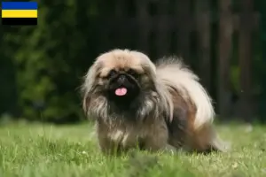 Lees meer over het artikel Pekingees fokkers en pups in Gelderland