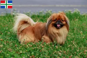 Lees meer over het artikel Pekingees fokkers en pups in Groningen