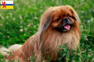 Lees meer over het artikel Pekingees fokkers en pups in Limburg