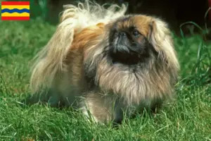 Lees meer over het artikel Pekingees fokkers en pups in Overijssel